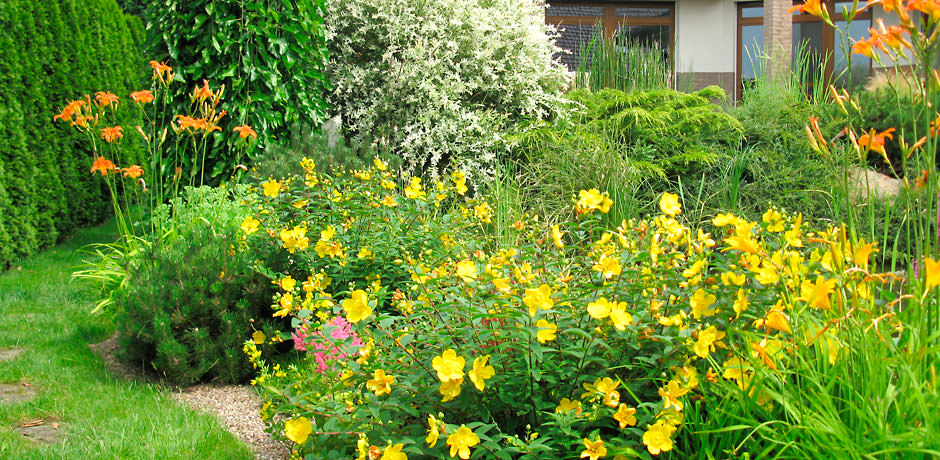 Detail zahradní zeleně, v popředí drobné žluté květy.