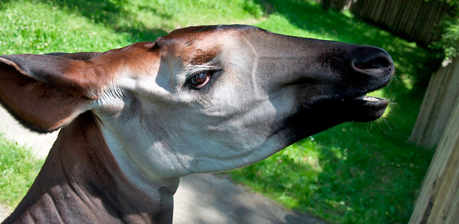 Detail hlavy žirafy okapi.