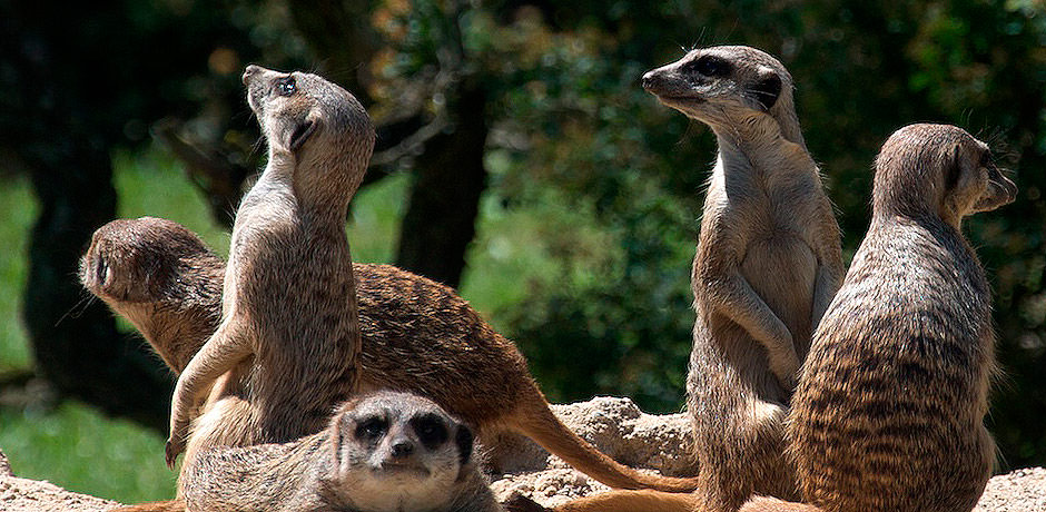 Záběr na skupinu panáčkujících surikat.