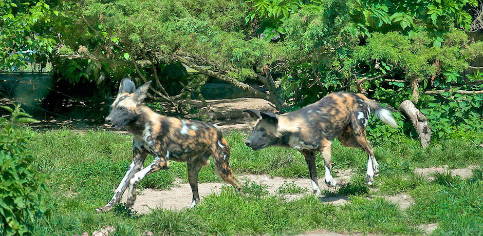 Výběh psů hyenových (včetně - dva exempláře).