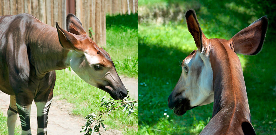 Hlava žirafy okapi.